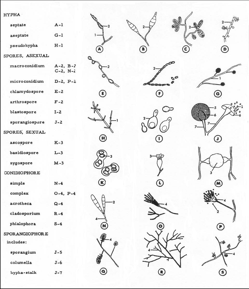 Different Types Of Fungi Chart