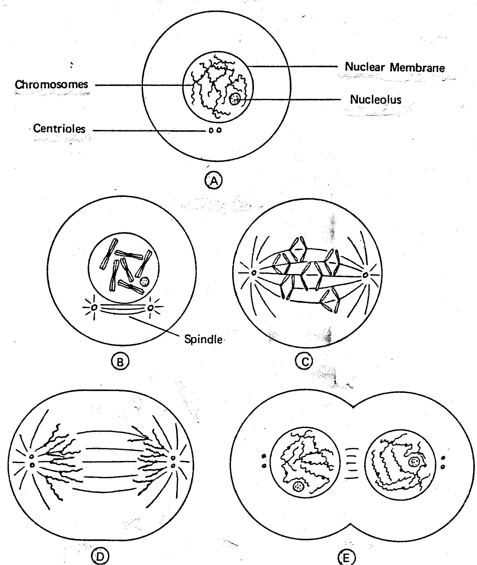 Cell Drawing Worksheet Cycle Mitosis Reproduction Division Diagram