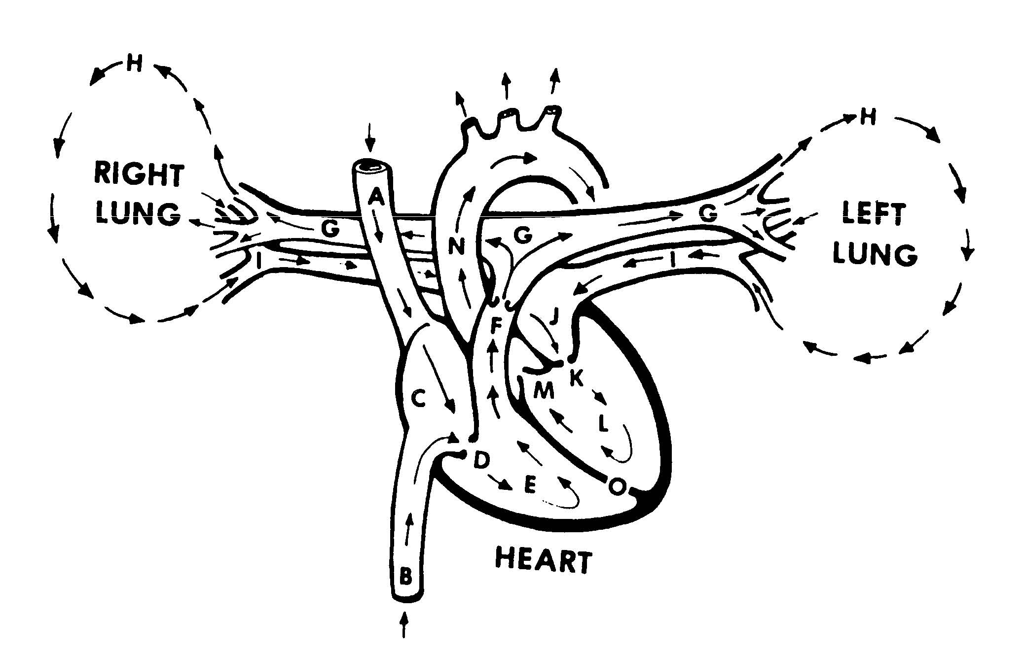 1-4-blood-flow