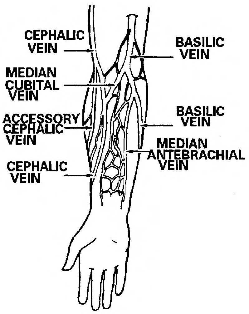 23. PROCEDURE FOR OBTAINING A BLOOD SPECIMEN