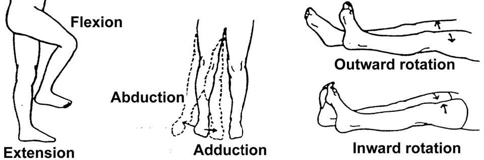 Docx Tehnik Range Of Motion Dokumentips