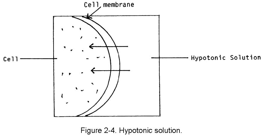 What is an example of an isotonic solution?