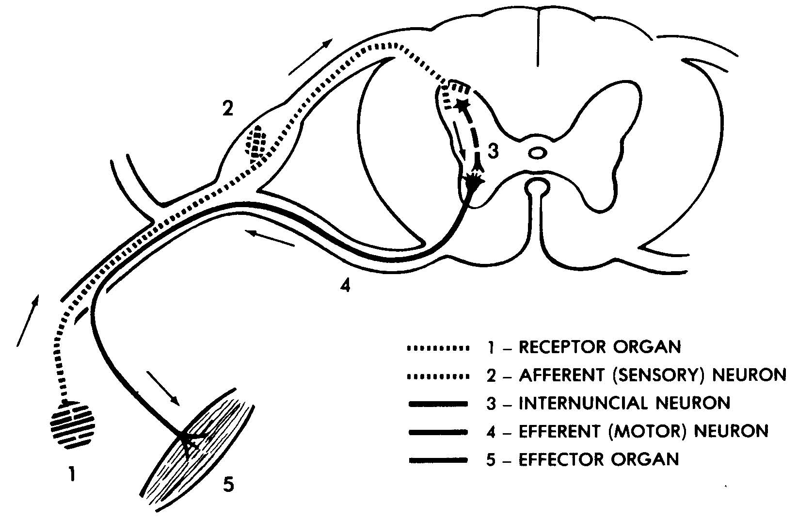 Reflex Arc