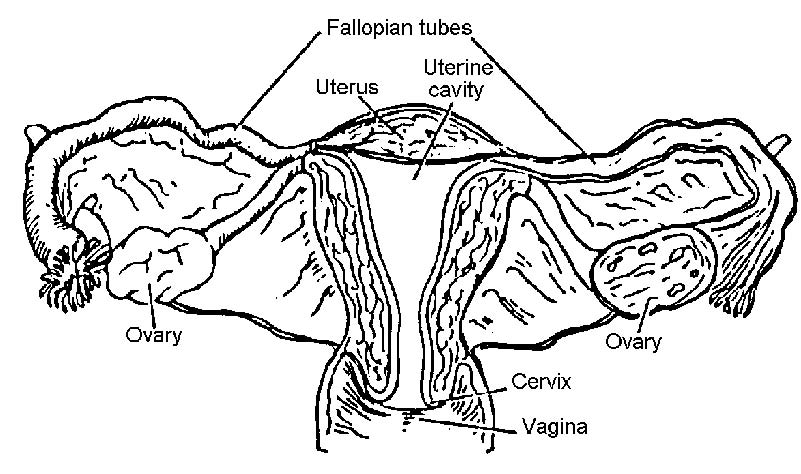 Female pelvic cavity  Organs of the female pelvic cavity