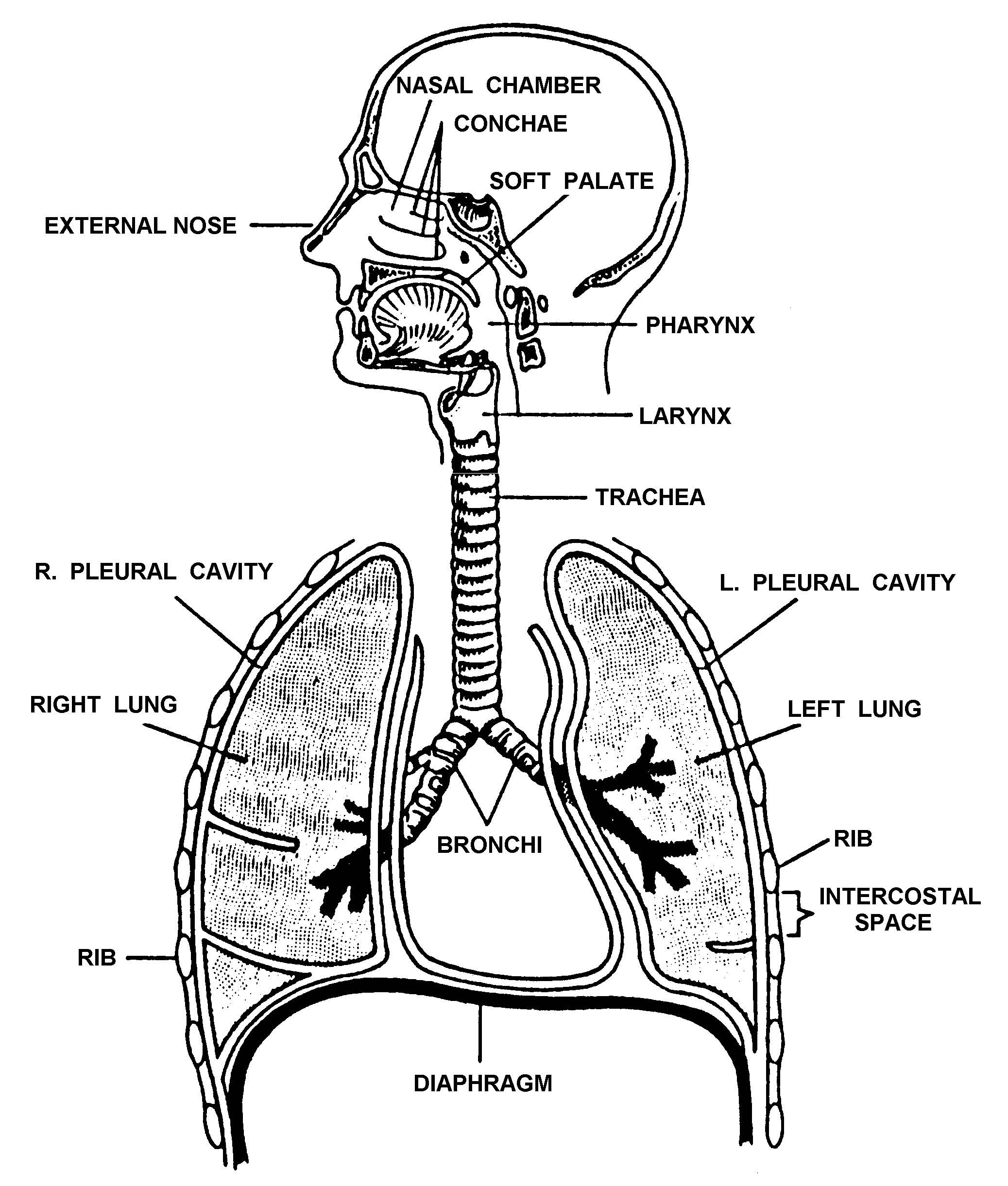 Respiratory System Diagram Printable
