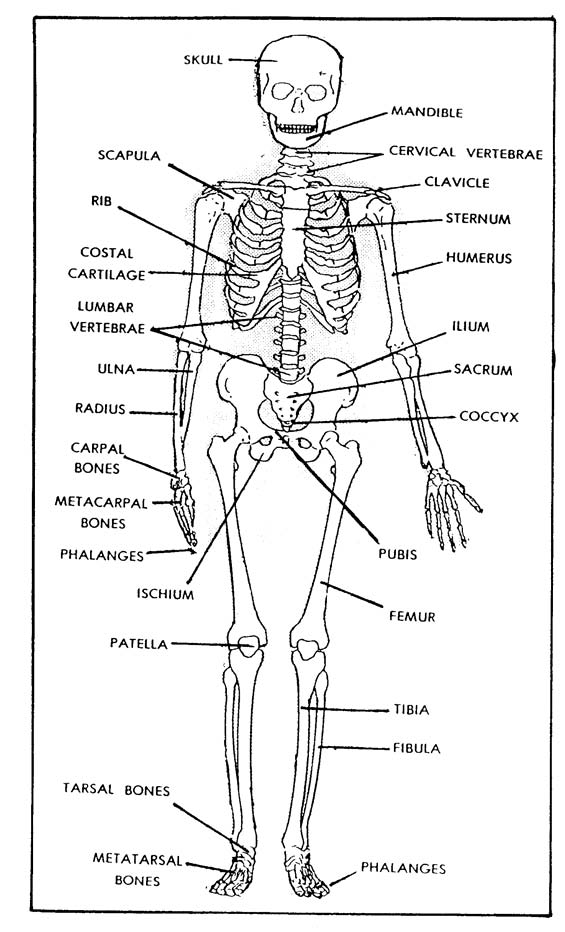 Printable Skeletal System Skeleton Diagram